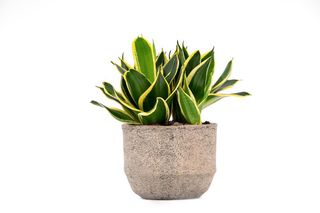 Sansevera o simile grassa di piccoli dimensioni con vaso in ceramica