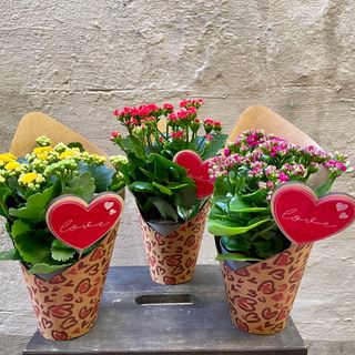 Kalanchoe con cubremacetas y corazón.