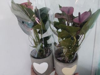 Aranjament anthurum în ghiveci ceramic 