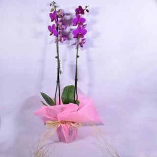 Orquídea