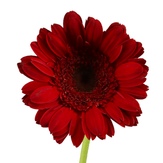 Gerbera Grande Roja Flor Suelta (Nos son ramos/no bouquet)