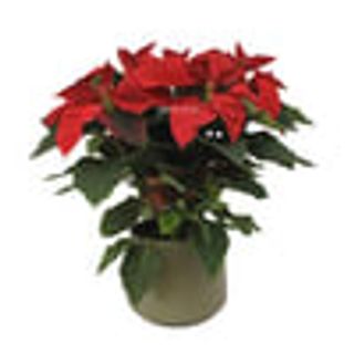 Poinsettia Roja, Flor De Pascua