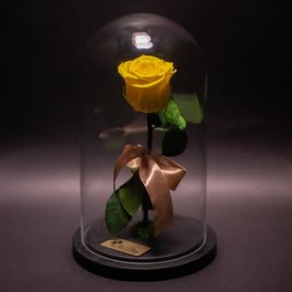 Trandafir criogenat galben în cupola mare