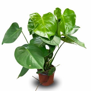 Monstera 