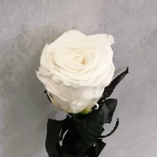 Rosa Eterna Blanca