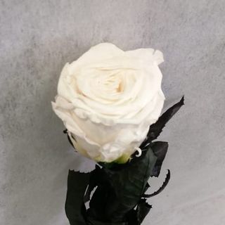 Rosa Eterna Blanca