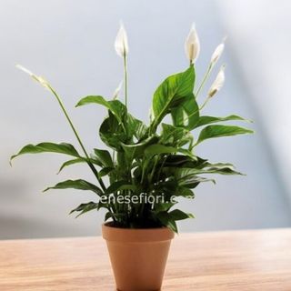  pianta Spathiphyllum 