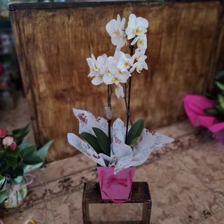 Orquídea blanca en Bolso "Virgen de Belén"