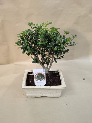 Bonsai ilex