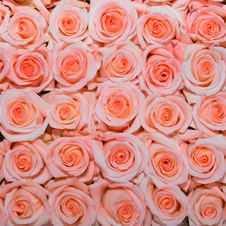 Rosas rosas