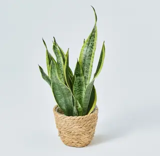 Pianta di sansevieria con cestino