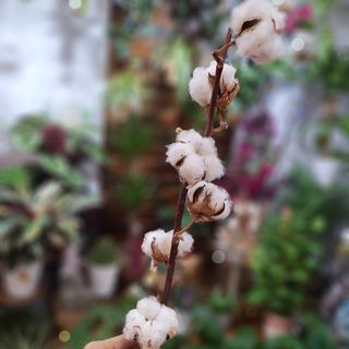 Vara de Algodón Natural