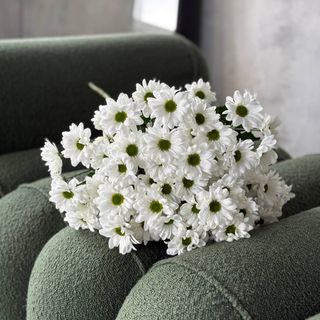 Хризантема-ромашка