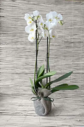 Orchidea bianca