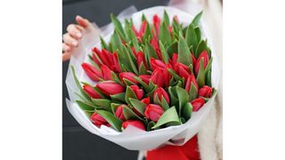 Bukiet 17 czerwonych tulipanów
