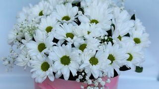 გვირილები ყუთში