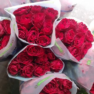 12 rose rosso 60 cm