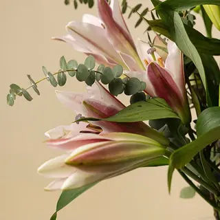 Tallo de lilium rosa