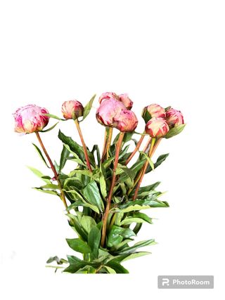 Peonie rosa/fuxia mazzo da 10 pz. 