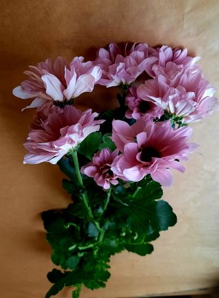 Chryzantema gałązkowa