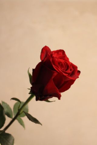 Czerwona róża z Ekwadoru