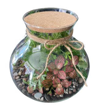 Las w słoiku średniej wielkości (wysokość słoja 26 cm)