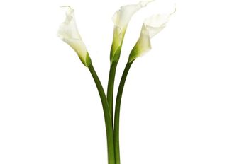 Кала, бяла 3 бр