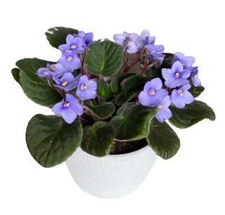 Fiołek doniczkowy w osłonce