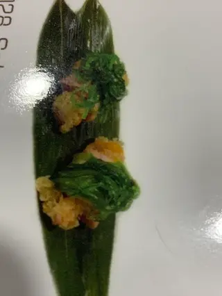 128.salmone wakame 2pz