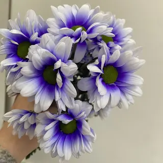 Margaretka fioletowo-biala