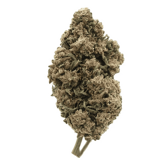 Lemon Haze - Greenhouse 10G