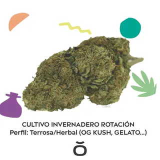 Variedad Terrosa/Herbal Invernadero 10Gr