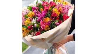 ალსტრომერია