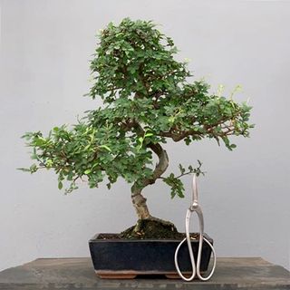 Bonsái Zelkova BonsaiGranada Foto Genérica 10 años
