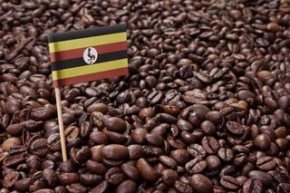 Cafea boabe 250g  Uganda Bugisu AA