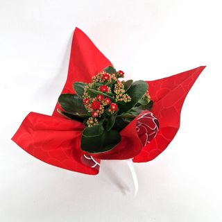 Planta Kalanchoe Roja