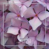 ჰორტენზია ვარდისფერი ( 1 ცალი )