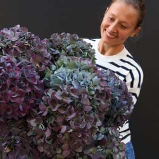 Tallo de hortensia jumbo