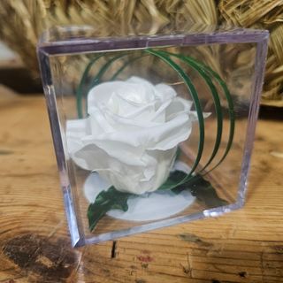 Cubo con rosa ETERNA BLANCA