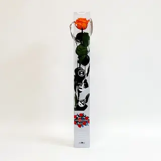 Una Rosa Naranja Preservada