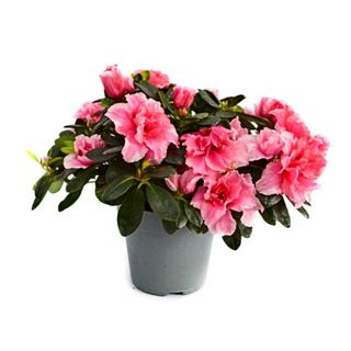 Azalee decorativa de interior