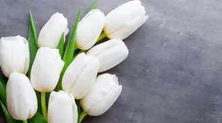 Tulipan
