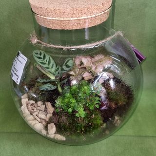 Terrarium medio 