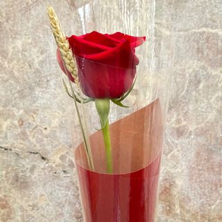 Rosa sant Jordi (1tallo )