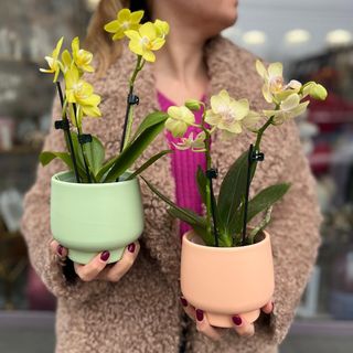 Aranjament Orhidee Pastel