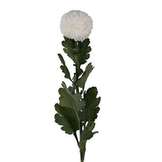 chrysanthemum ping pong