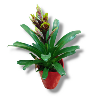Bromelia