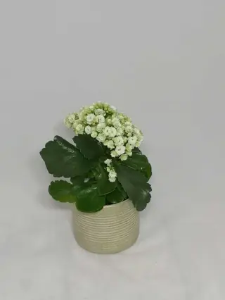 Kalanchoe