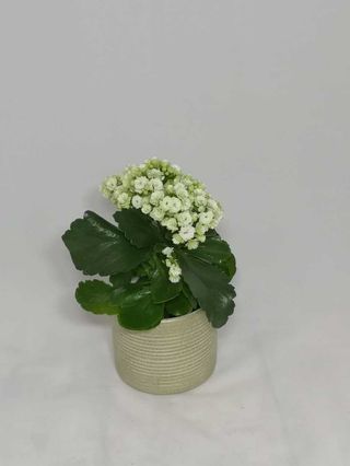 Kalanchoe