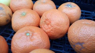 Naranja amarga ecológica. 